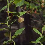 Vaccinium parvifolium