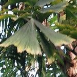 Caryota urens Leaf