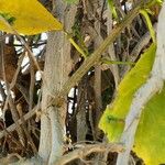 Cordia myxa Bark