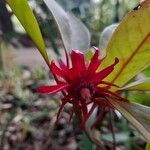 Illicium floridanum Kukka