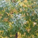 Liquidambar styracifluaBlad