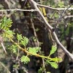 Vachellia caven Φύλλο