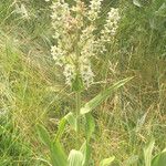 Veratrum californicum موطن