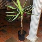 Yucca aloifolia Rinde