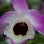 Dendrobium nobileFlor