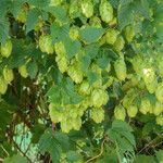 Humulus lupulusᱡᱚ