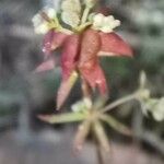 Galium parisiense Virág