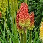 Kniphofia uvaria Flower