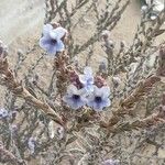 Echiochilon fruticosum Flower