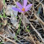 Colchicum longifolium Flower