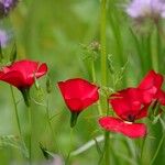 Linum grandiflorum Hàbitat