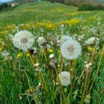 Taraxacum rubicundum Fula