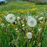 Taraxacum rubicundum 花