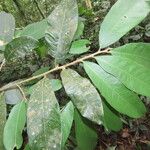 Naucleopsis capirensis Hoja