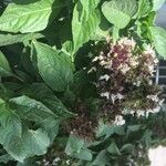 Ocimum kilimandscharicum برگ