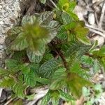 Mentha × piperita Leaf