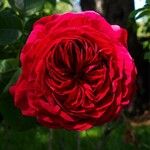Rosa gallica Blomma