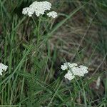 Achillea setacea Habit