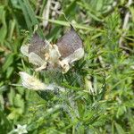 Genista hispanica Fruchs