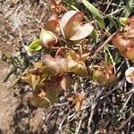 Trichodesma marsabiticum Fruit