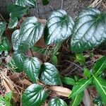Piper betle 葉