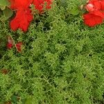 Sedum japonicum Hoja