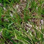 Sesleria caerulea Habitat