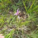 Ophrys scolopax Bloem