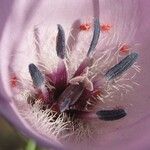 Calochortus splendens 花