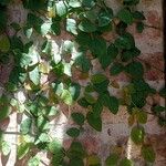 Ficus pumilaList