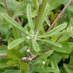 Galium aparine Lehti