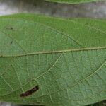 Antidesma laciniatum Лист