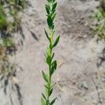 Haplophyllum linifolium Leaf