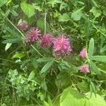 Trifolium rubens Flower