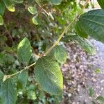 Grewia occidentalis Leaf