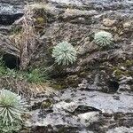 Saxifraga longifolia Leaf