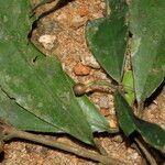 Eumachia sciadephora Фрукт