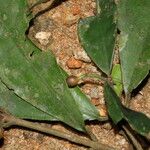 Eumachia sciadephora Fruit