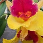 Cattleya wittigiana Άλλα