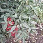 Nandina domestica Frunză