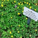 Anemonoides ranunculoides ശീലം