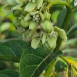 Stephanotis abyssinica Λουλούδι