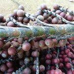 Mauritia flexuosa Fruit