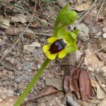 Ophrys lutea Blüte