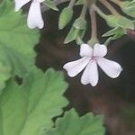 Pelargonium mossambicense Flower