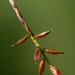 Carex pulicaris Frutto