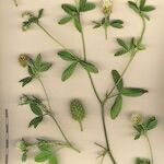 Trifolium squarrosum Alia