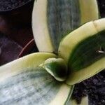 Sansevieria trifasciata পাতা