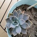 Graptopetalum paraguayenseKvět