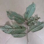 Annona exsucca Leaf